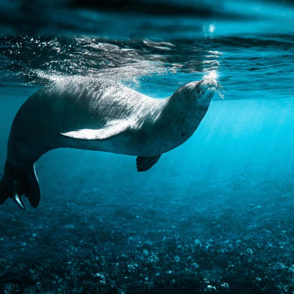 Dive into Adventure: Organized Diving in the Alonissos Marine Park
