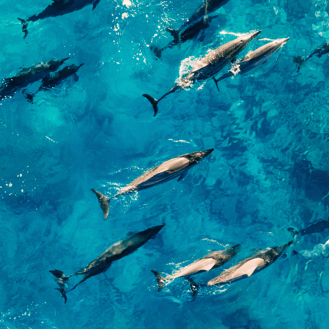 Sailing, Diving, and Dolphin Watching in Croatia